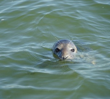 Blauwe Zeeridder Zeehond2.jpg