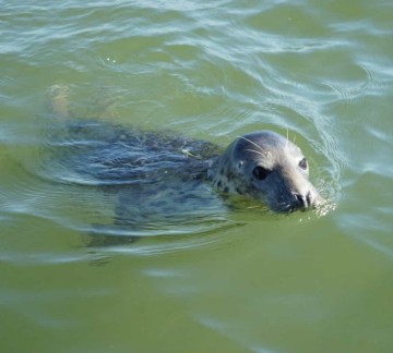 Blauwe Zeeridder Zeehond.jpg