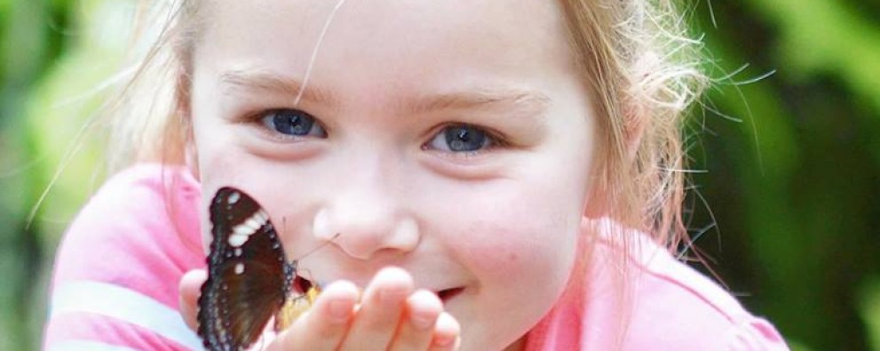 Vlindertuin Vlindorado.jpg