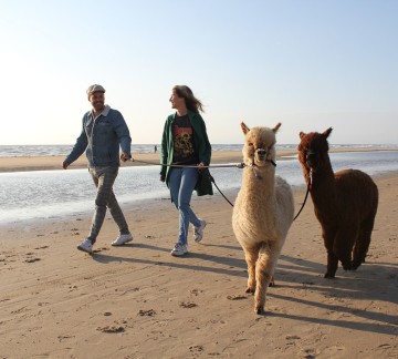 Strandwandeling alpaca.jpg