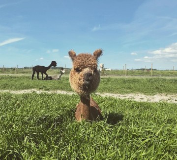 Alpaca farm.jpg