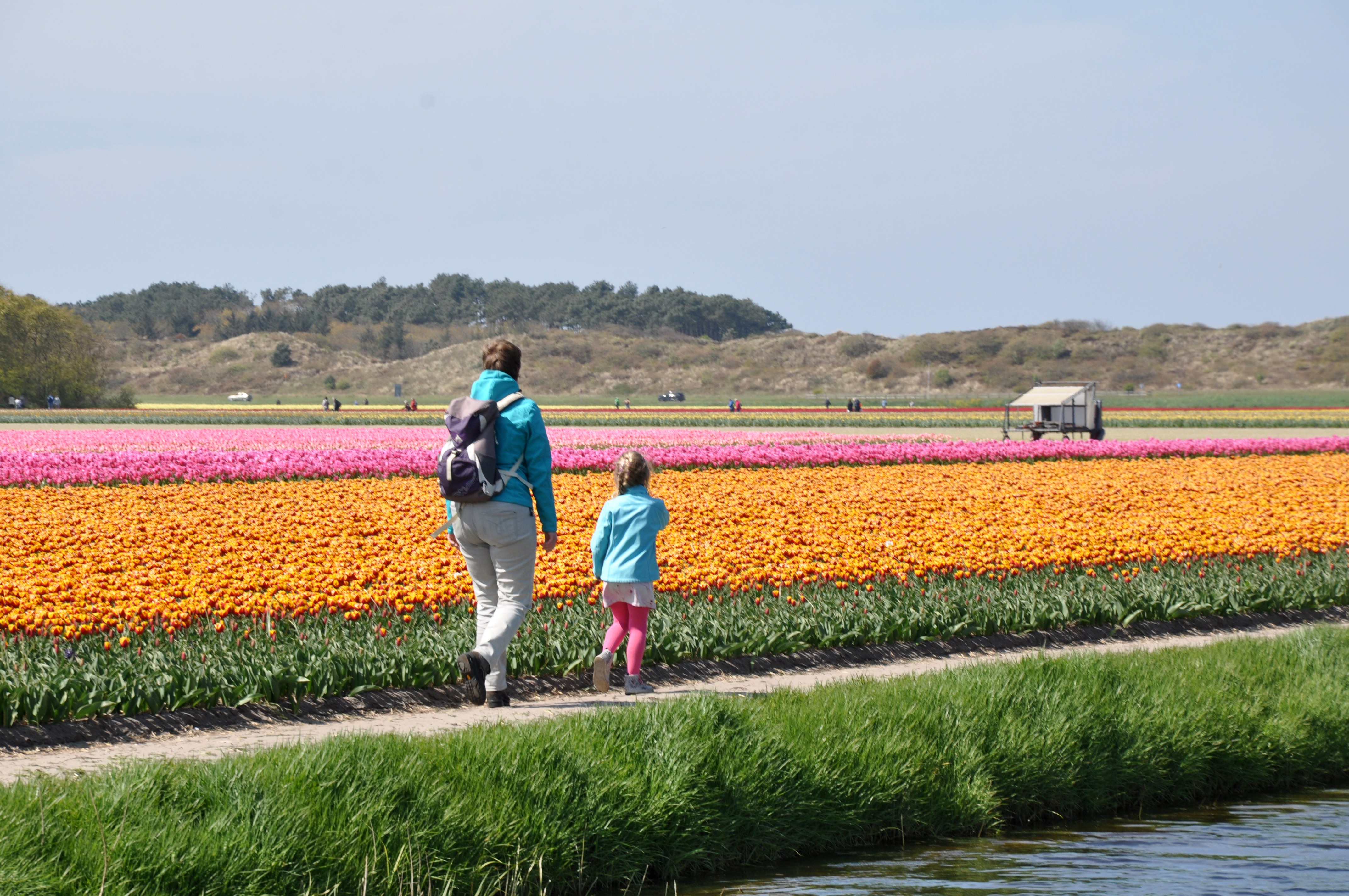 Bloeiend Zijpe - North Holland Day Trips - Noorder Sandt