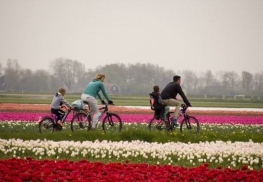 Gezin op de fiets bij de bollen.jpg