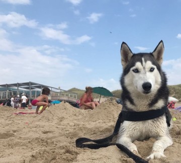 Pets are welcome