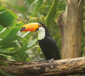 (2) Pantropica - Toekan (1).jpg