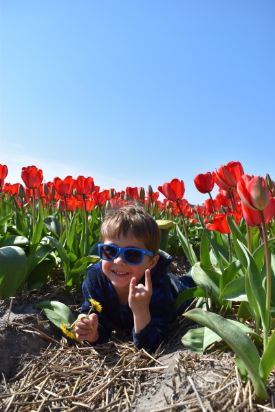 Jake in de tulpen.JPG