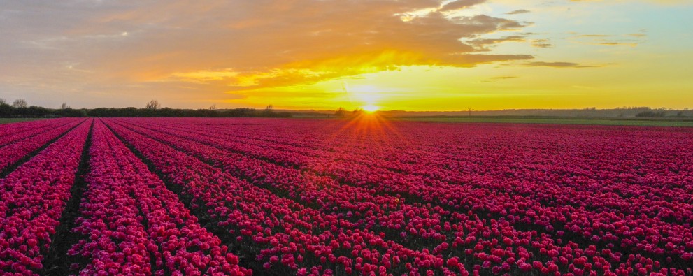 Tulpen en ondergaande zon.jpg